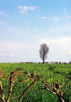 tree with rape field and hedge branches