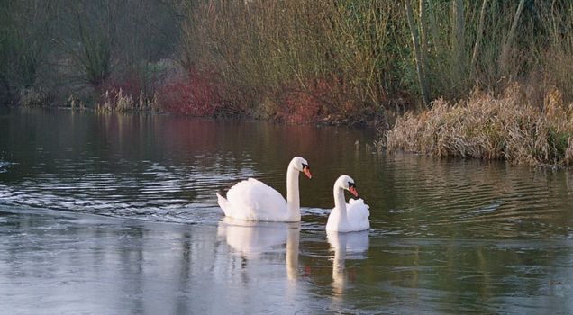 two swans in autumn fall
