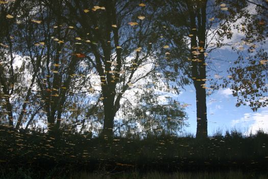 sky and trees reflected in calm water