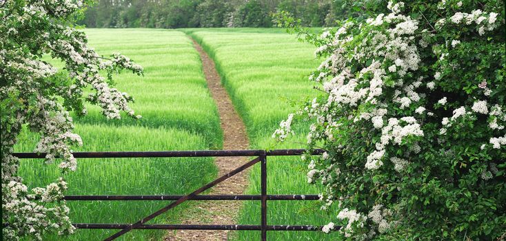 gate, footpath and wheat field with of white thorn hedge, common hawthorn or Crataegus monogyna, also known as May, Maythorn, Quickthorn, and Haw, used as hedges, like here, or as natural remedy for the heart.