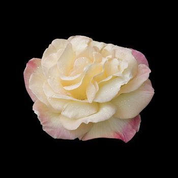Raindrops on a Rose (variety "Peace", also known as "Mme A Meilland" and "Gloria Dei"), with clipping path