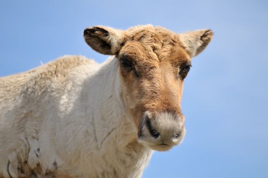 Curious young female moose in spring on a blue sky