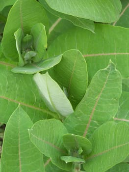 Close up of the fresh leaves for the background.