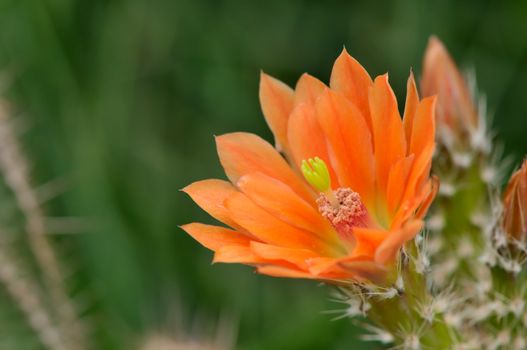 hedgehog Cactus flower also known as Echinocereus found in Southwestern USA  into northern Mexico with copy-space