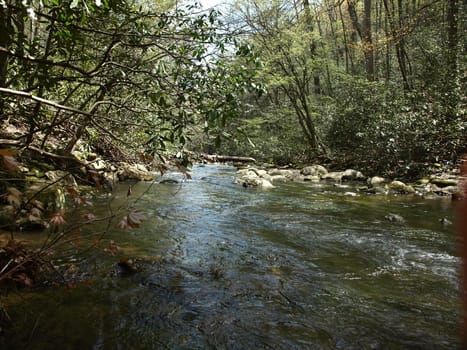 A fast moving spring in rural North Carolina