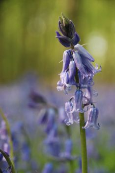 Woodland bluebell taken in the spring,Kent,UK