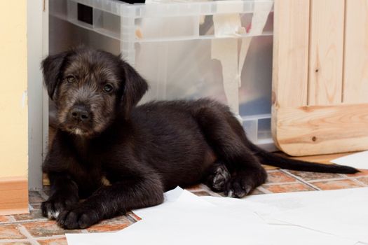 black puppy lying  on paper  
