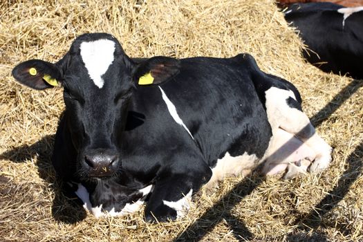 cow, animal, house, mammal, milk, hay, farm, agricultural, industries, udder, meadow, pasture, cows, large, horned, cattle, beef, herd