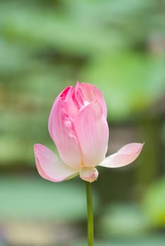 Close-up of lotus flower bud. Shallow depth of field with the background out of focus.