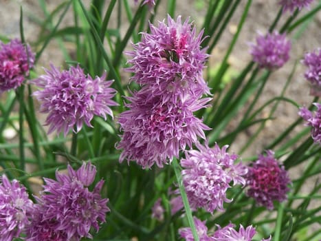Close up of the purple cornflowers. 