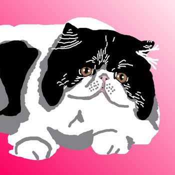 Black-and-White Persian cat lying contentedly on a pink background.