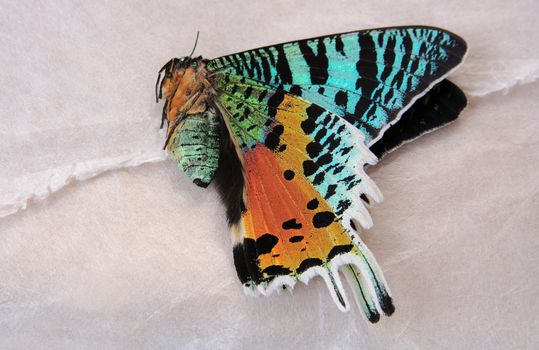 a colorful preserved sunset moth on textured paper