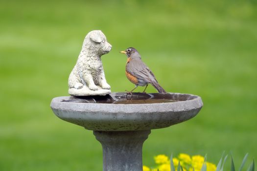 Curious American robin perched on a birdbath