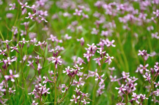 A field of little purple wildflowers shine in the sun on a Colorado spring day.