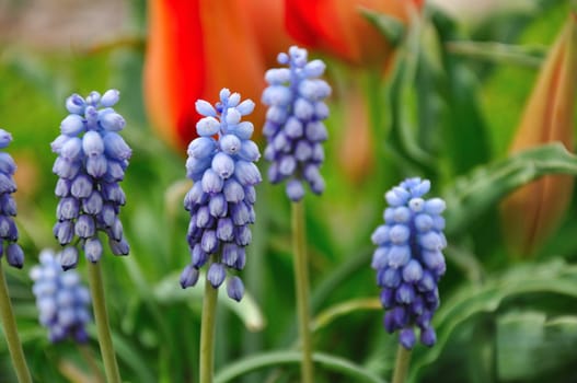 A group of purple flowers stand in the sun in a garden.