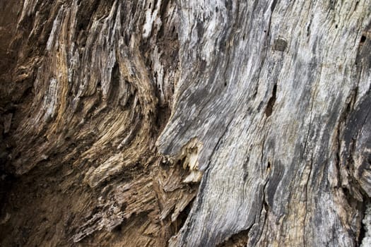 Texture of a old nature tree.