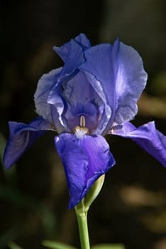 blue iris growing at Rabat, a picture made in Poland 31.05.2008 