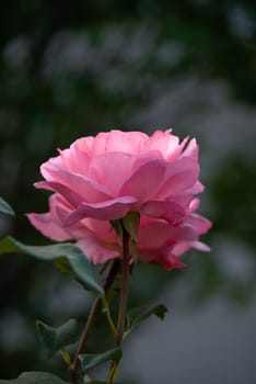  rose growing rebate, a picture of 28.07.2008  Poland 