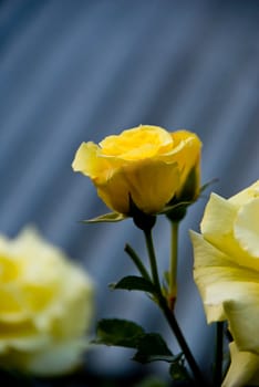 yellow rose growing on the rebate, a picture taken in Poland 27.08.2008