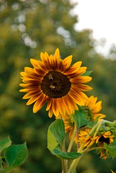 sunflower picture made on 27.08.2008 in the Polish garden 