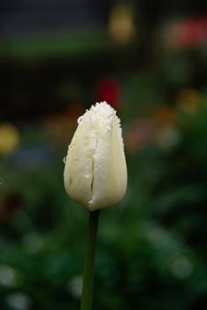 white tulip growing in the garden on the rebate, a picture taken in Poland 04.05.2008 