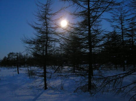 Landscapes of Sakhalin, the moon over wood