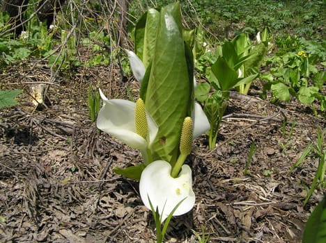 Landscapes of Sakhalin, the wild nature of Sakhalin, unusual flower