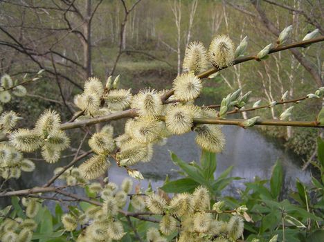 Landscapes of Sakhalin, spring kidneys