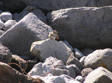 The wild nature of Sakhalin, the Chipmunk