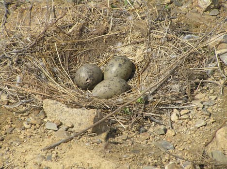 The wild nature of Sakhalin, egg in a nest