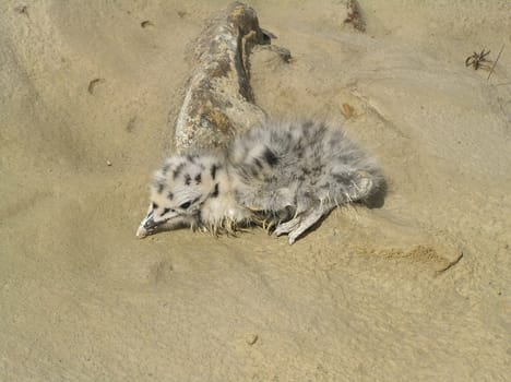 The wild nature of Sakhalin, a baby bird