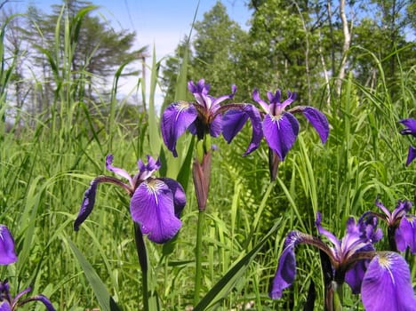 Landscapes of Sakhalin, flowers in a grass