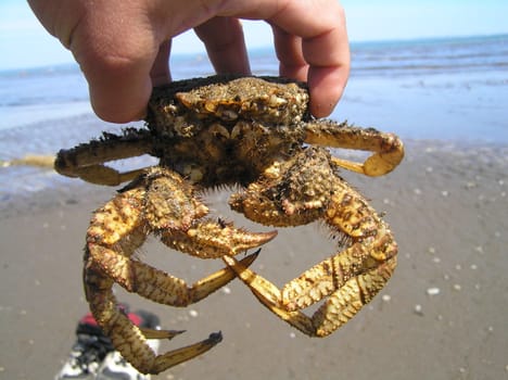 The wild nature of Sakhalin, sea of Okhotsk, a crab