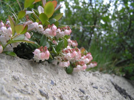 Landscapes of Sakhalin, cowberry blossoms