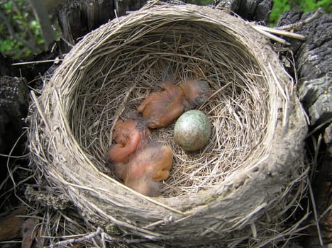 The wild nature of Sakhalin, baby birds in a nest