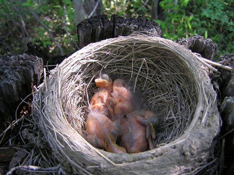 The wild nature of Sakhalin, baby birds in a nest