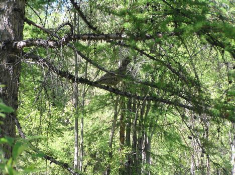 The wild nature of Sakhalin, a bird on a tree