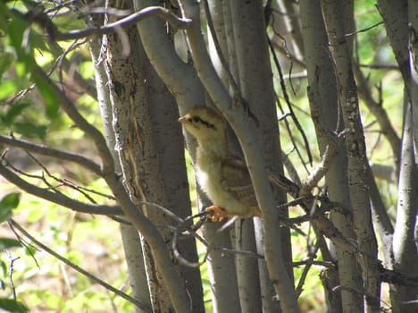 The wild nature of Sakhalin, a baby bird on a branch