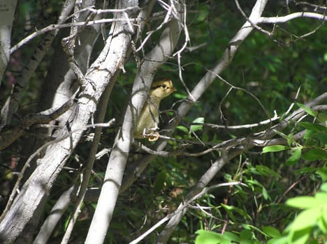 The wild nature of Sakhalin, a baby bird on a branch