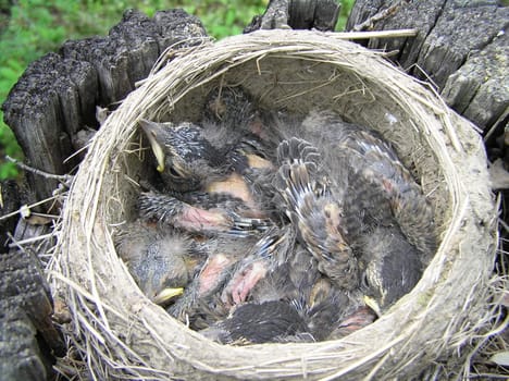 The wild nature of Sakhalin, baby birds in a nest