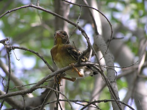 The wild nature of Sakhalin, a baby bird on a branch