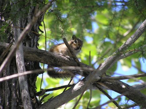 The wild nature of Sakhalin, the Chipmunk