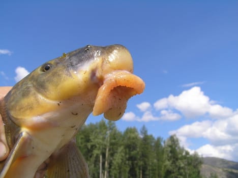 The wild nature of Sakhalin, river fish