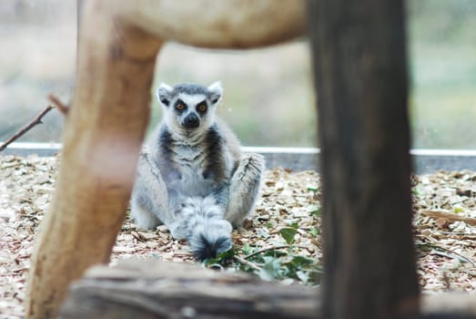 a picture of lemur in prague zoo