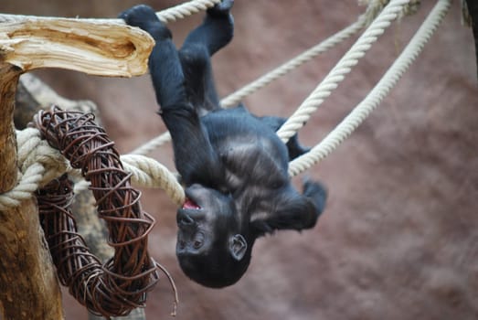 picture of a playing  little gorilla