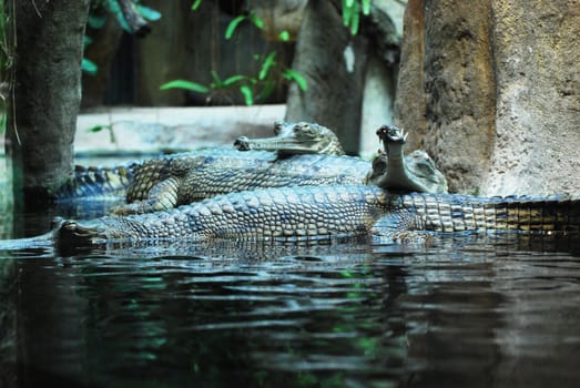 indian gavial