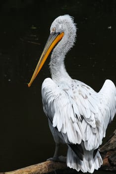 pelican