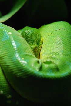 green tree python in Prague zoo