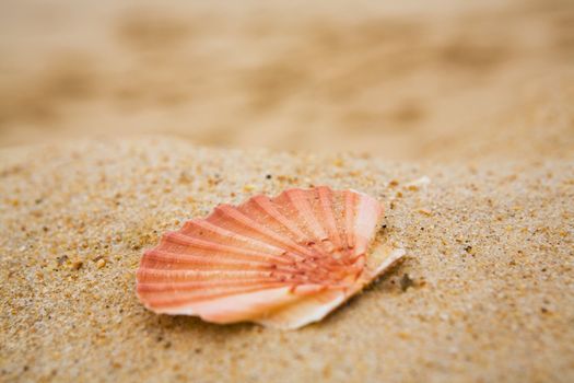 Beautiful orange cockleshell on sand on a beach close up
