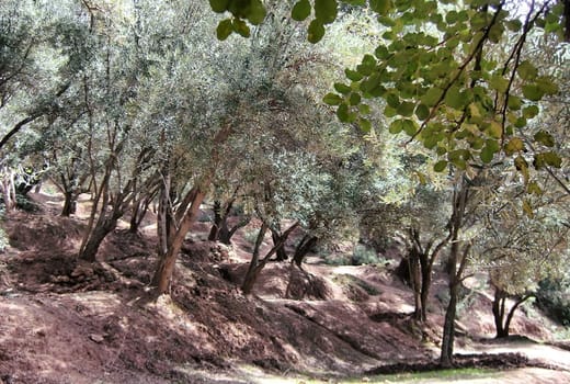 a beautiful olive grove on a steep ground in Morocco